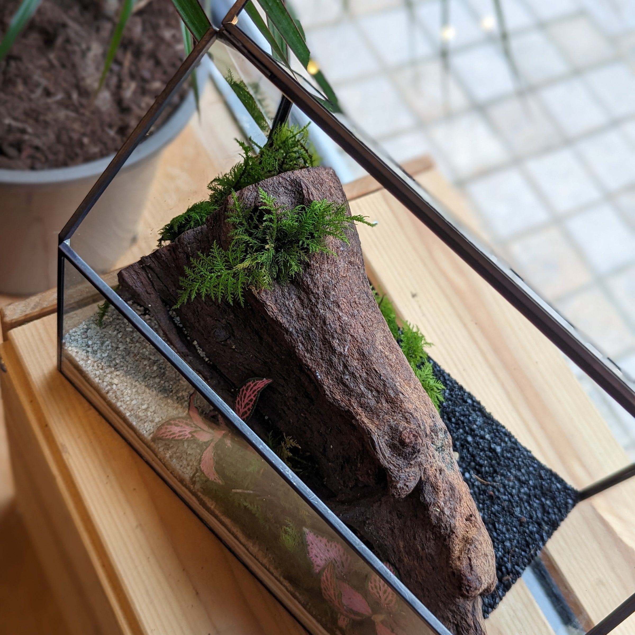 Plant terrarium package - Bonsai - 3 terrarium plants - Refill & Starter  package - DIY Terrarium kit