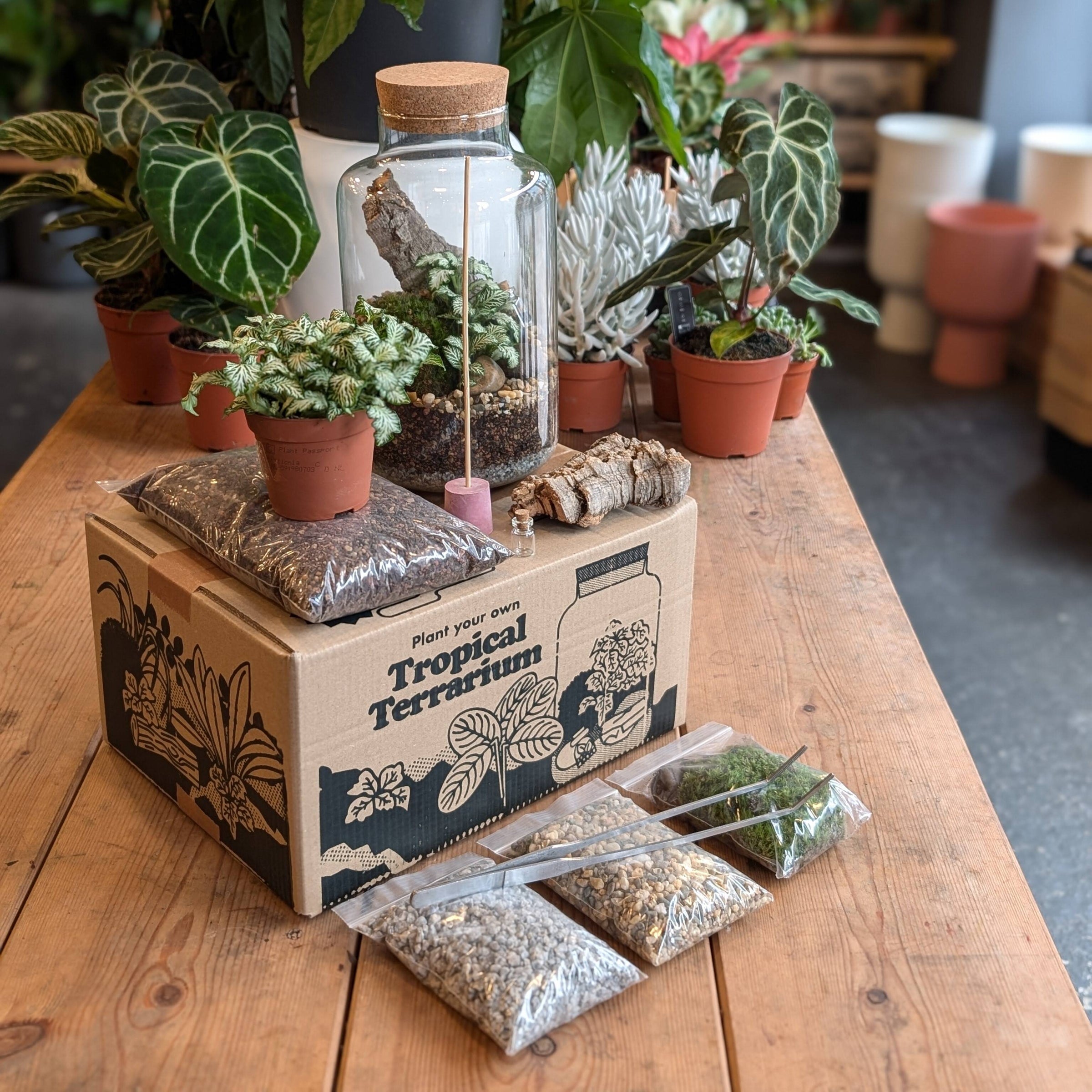 Terrariums | Plant & Paint